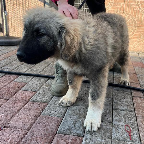 Cucciole Pastore Del Caucaso